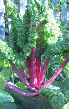 giant red stemmed chard in permaculture