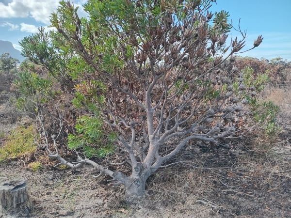 a resprouted Protea repens