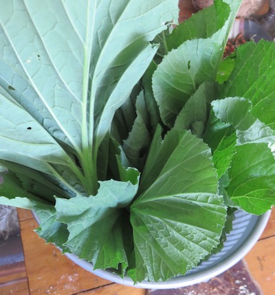 beautiful refreshed cabbage for feeding the humans