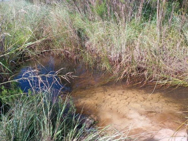 river at Tokai