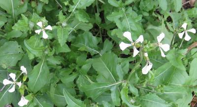 propellor rocket flowers