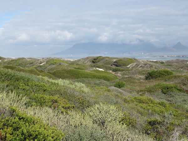 The billowing green wind clipped micro forests of the west coast