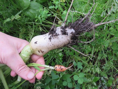 a carrot and white icicle radish sown at the same time, at ten weeks
