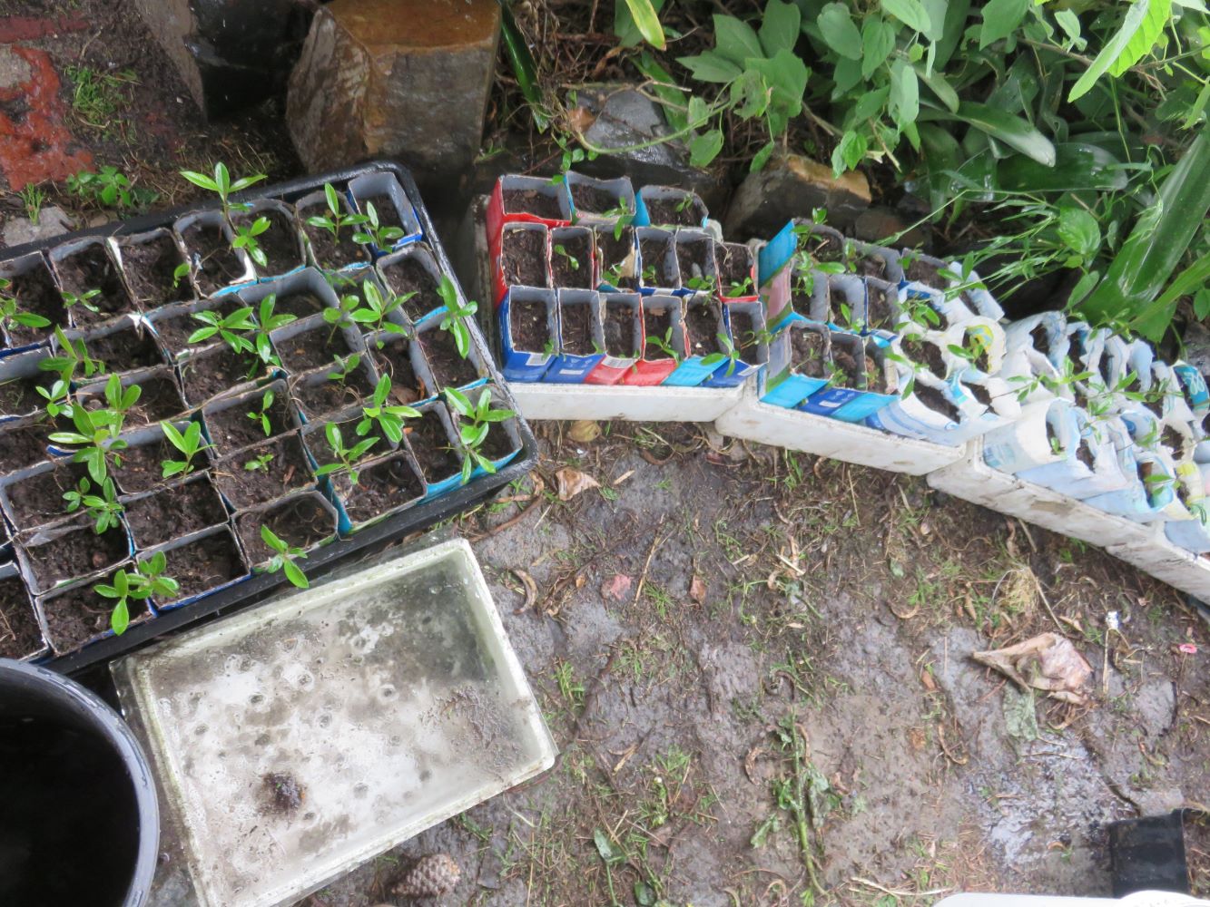 A hundred Euclea racemosa seedlings planted into individual containers.