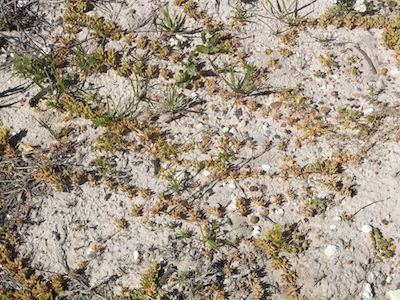 The exquisite patterning in dune vegetation