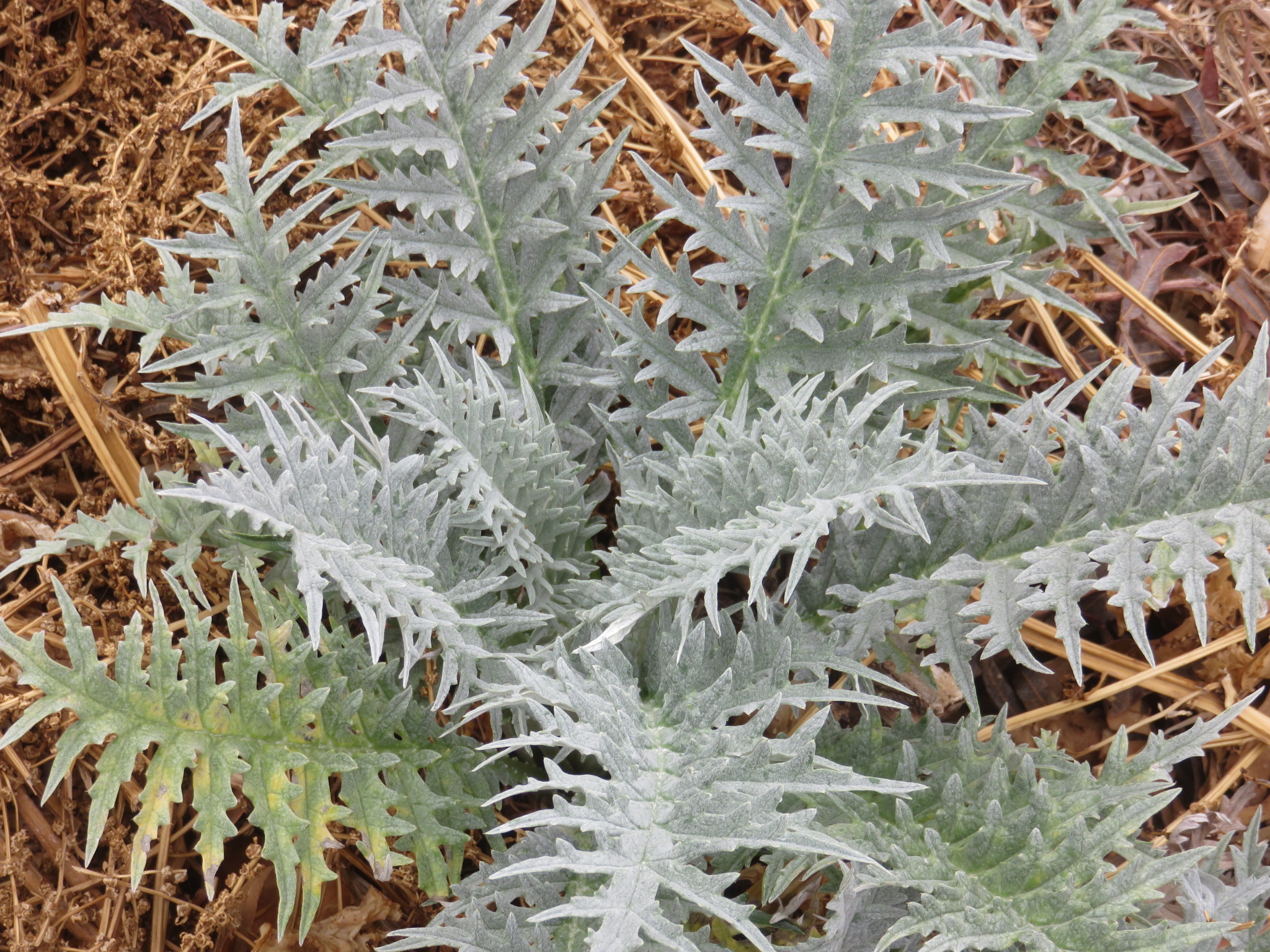 large sculptural leaves like artichoke can be interspersed with tall grassy herbs as seen in the plan below