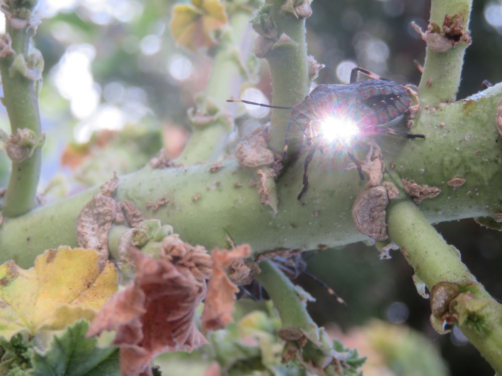 seeing the light through stinkbugs