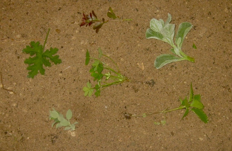 Salvia, Tetragonia decumbens, Rhus, Oxalis, nettle and Pelargonium. Some are vegetables and others flavorants.