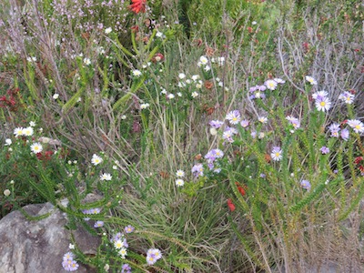 There is always a preponderance of brown in the Fynbos