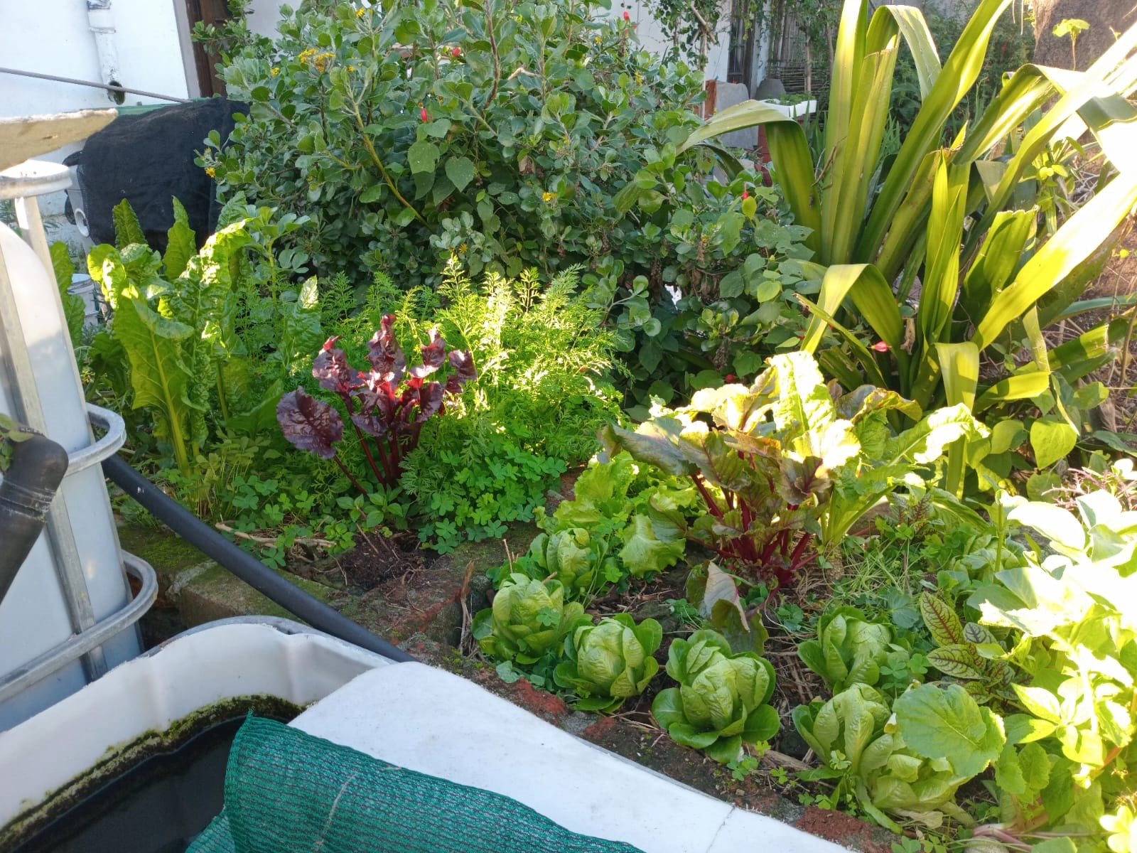 my sequential wicking bed is ten years old now, and brings in a  arvest all year round without a soil change. This is what my book is about. . 