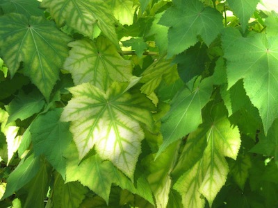 adapted to shade, a niche for drought tolerant plants