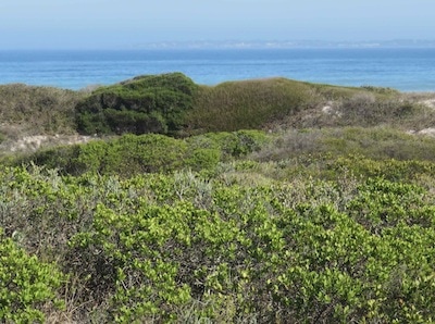 Bushes sculpted by the strong winds of the southern oceans.