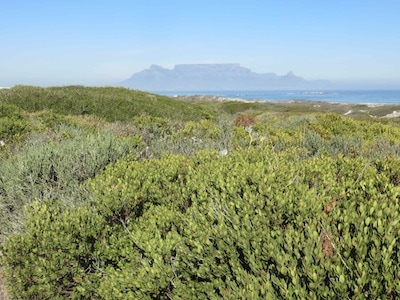 Euclea racemosa and other bushes showing the typical shaping by the wind along the sea shore.