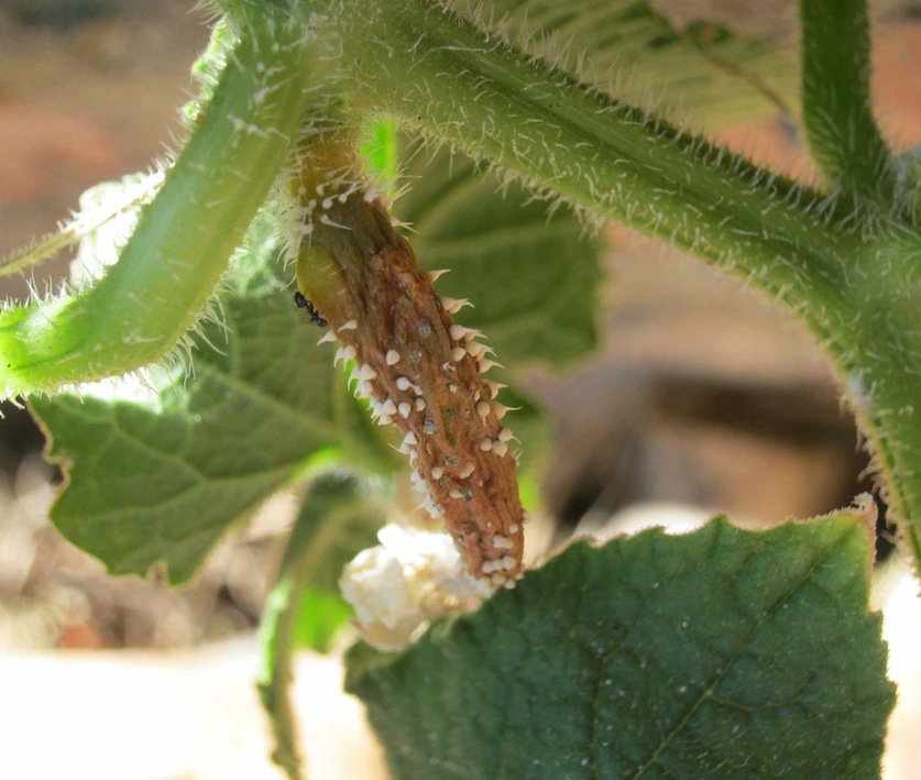 Tiny shriveled cucumbers are common, due to another cucumber disease.