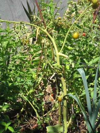 a tomato plant in a tub, stricken with early tomato blight