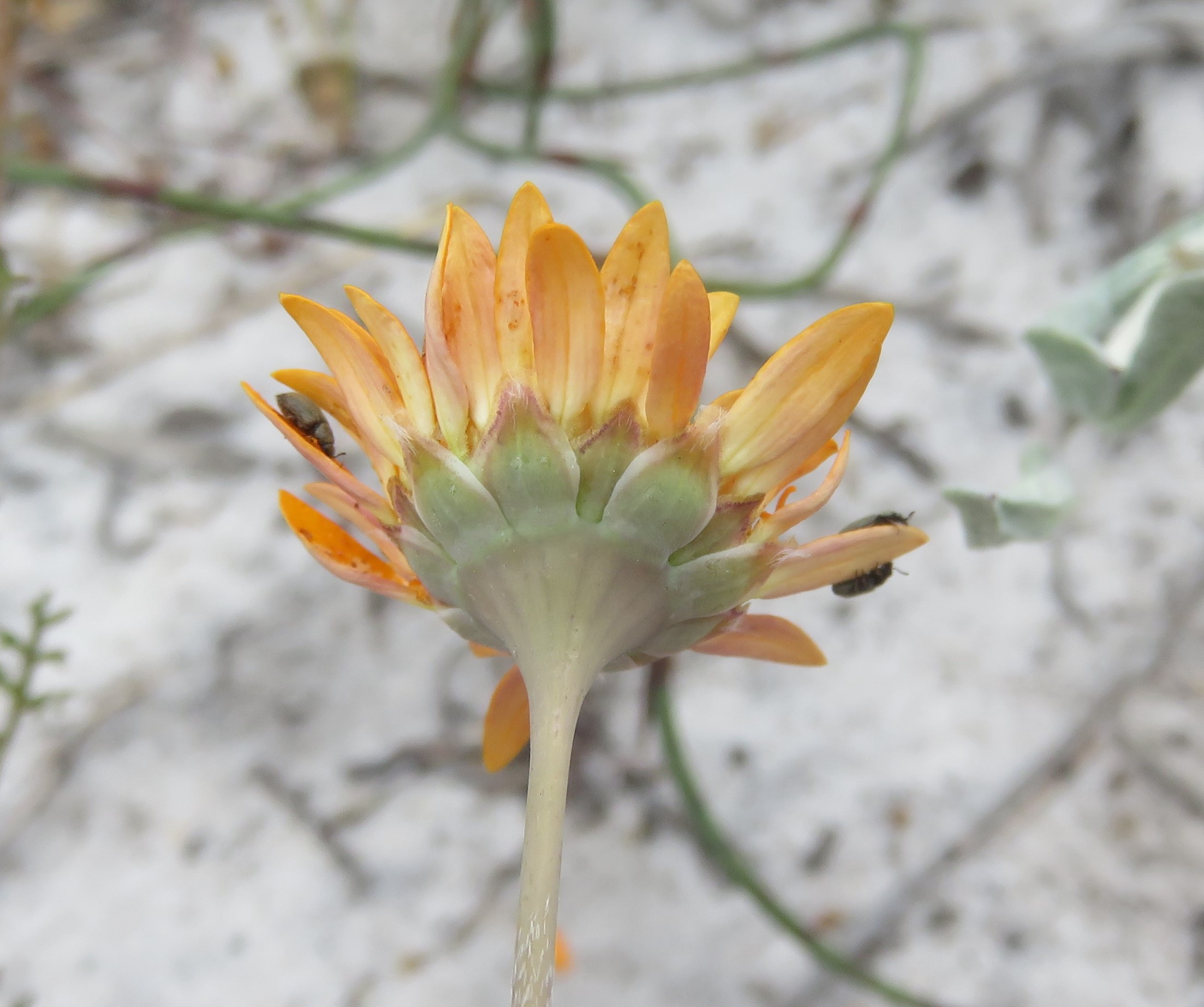 Small beetles pollinating the Cotula.