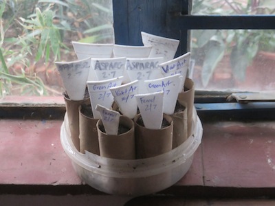 a mini windowsill tube system for seed propagation