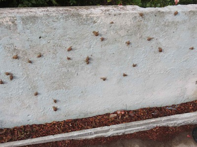 snails on the wall