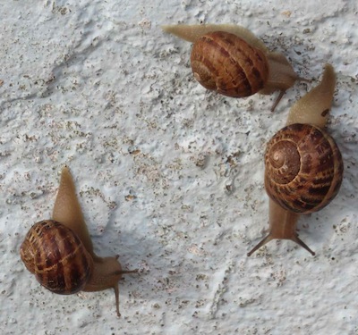 snails close up