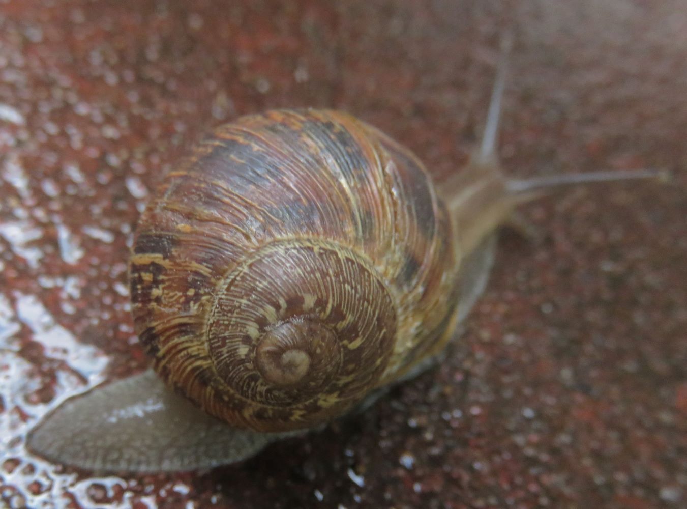 The rich oily colors of the snail lie in the outermost protein skin, the periostracum which dies when the snail dies.