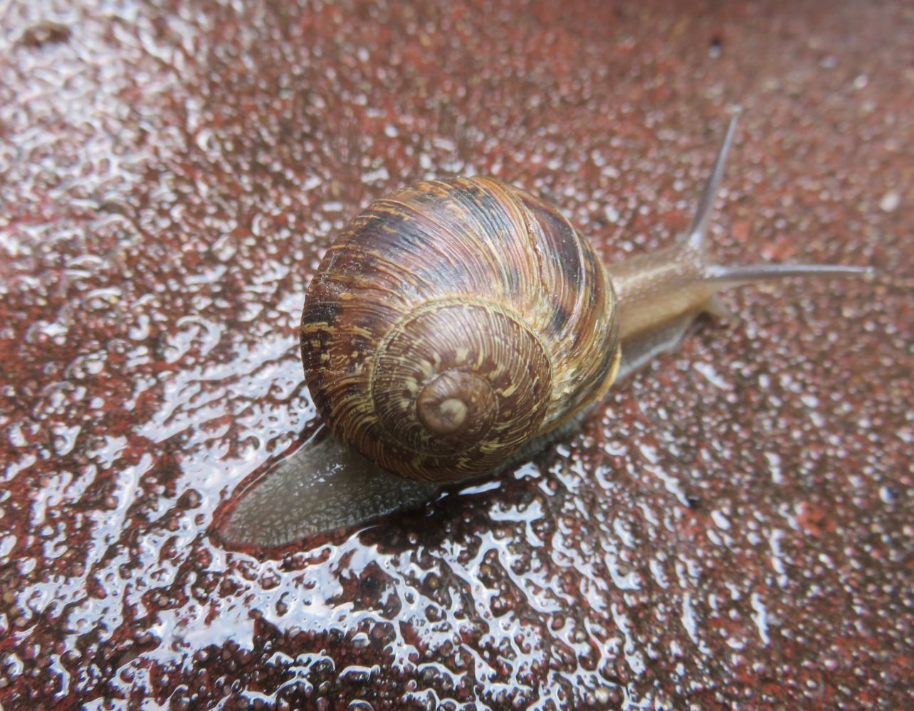 When snails move on a wet surfaces it prevents desiccation and damage to their soft foot
