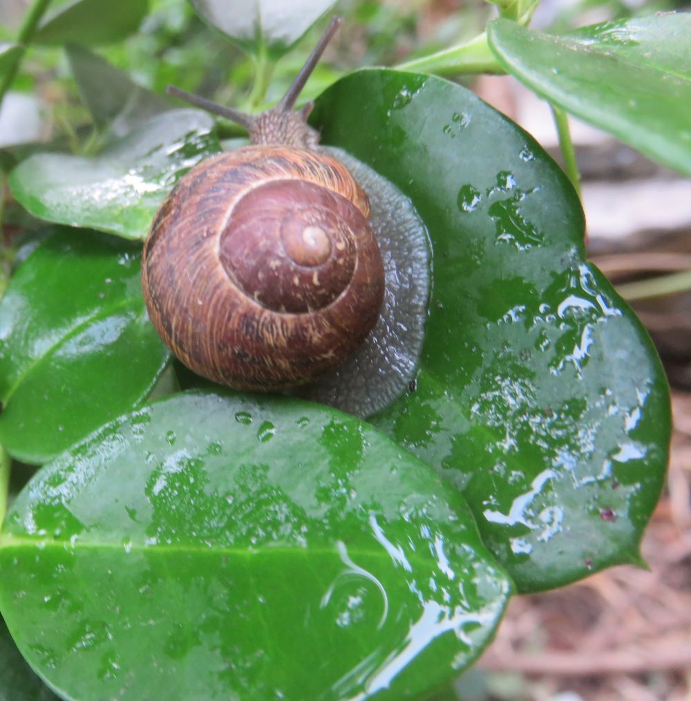 When it rains snails move around looking for food and mates