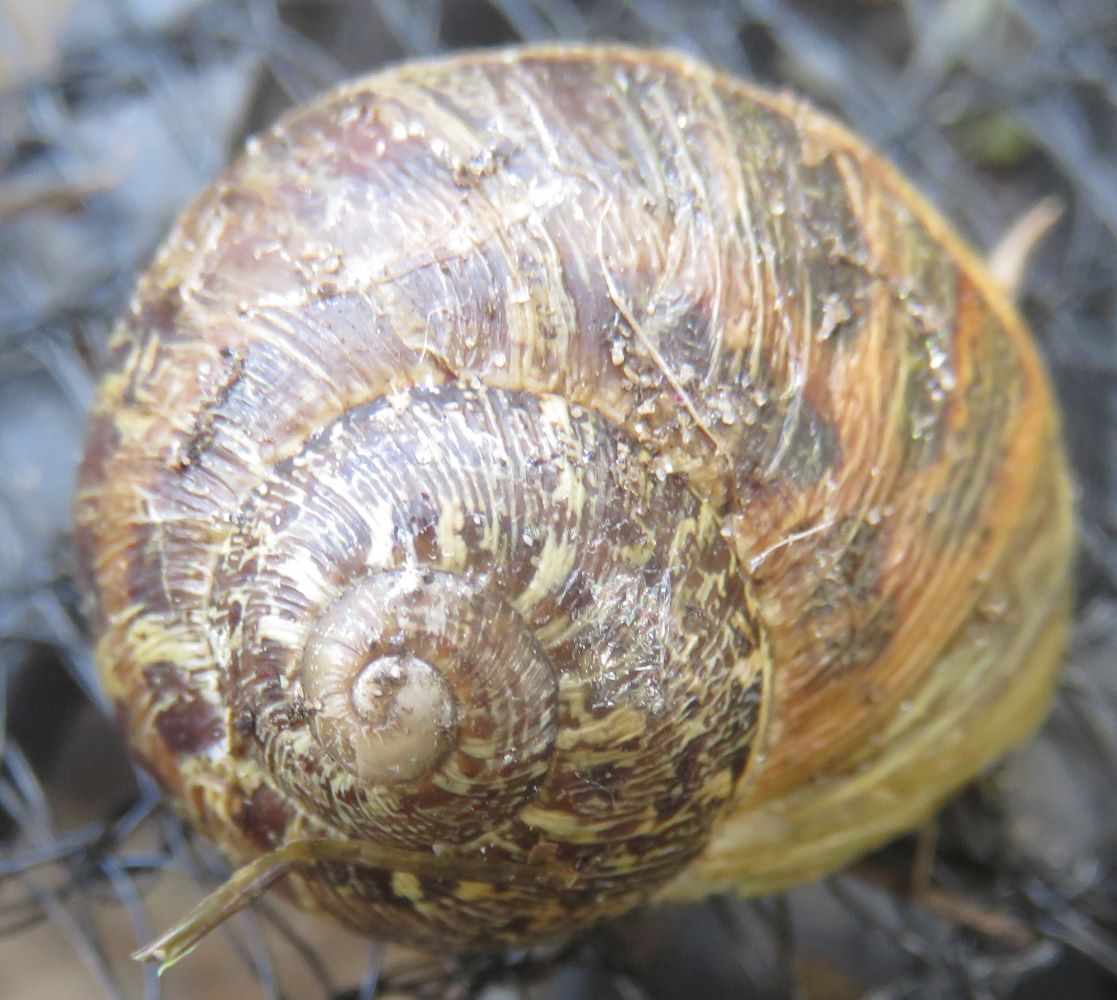 How snail shells are made, some beautiful, strange and weird factoids