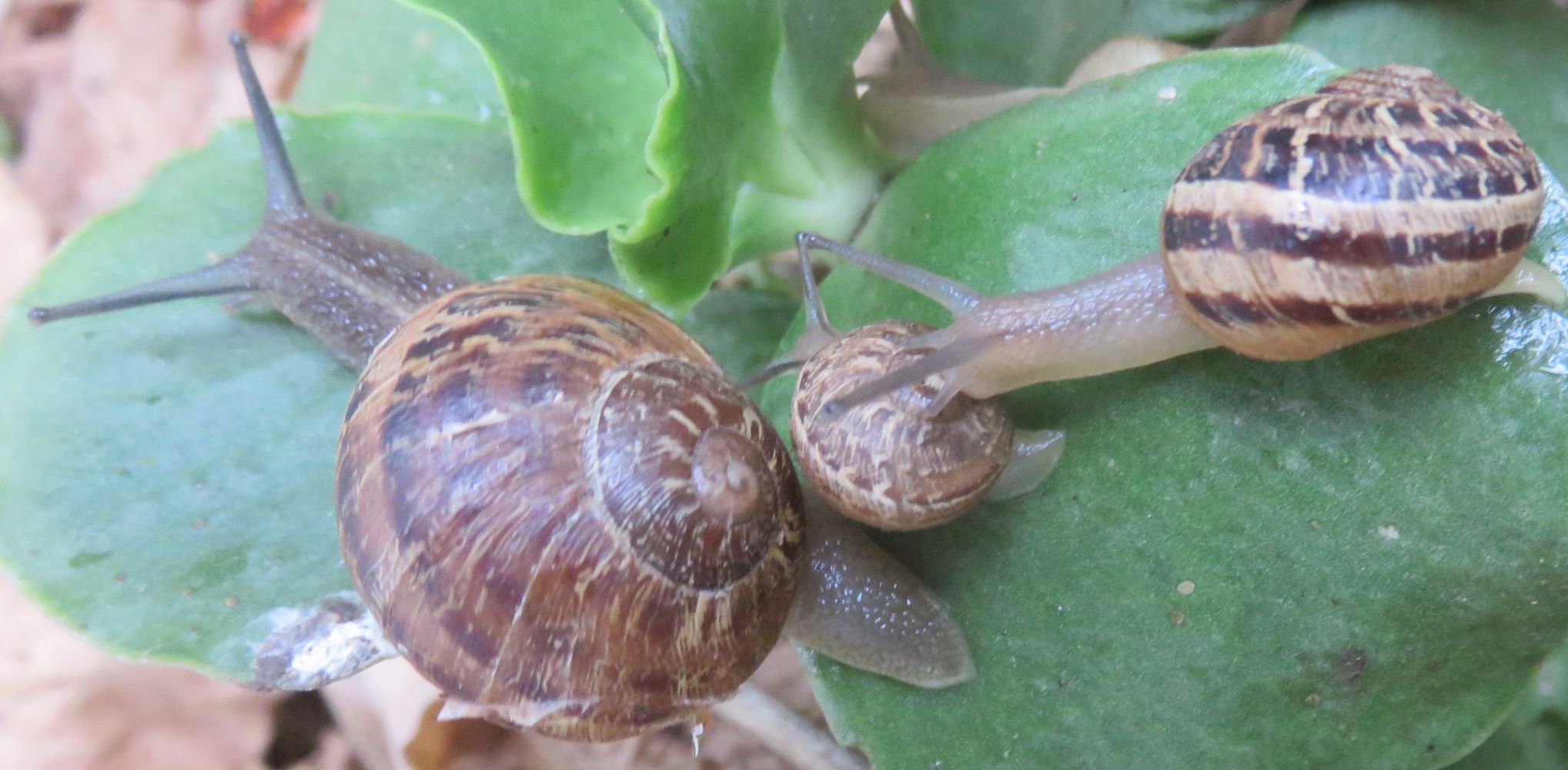 Snails grow to all sizes without detaching from the shell. Color variations show differences in diet.