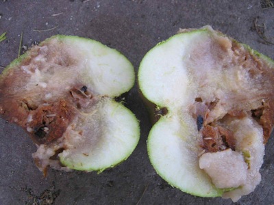 inside this fruit, some maggots, lots of damage