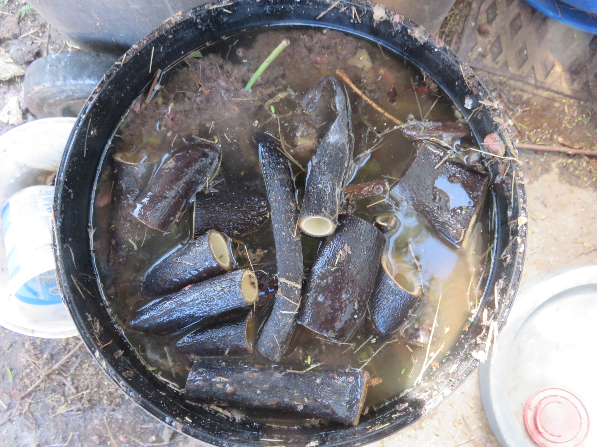 Chicken soup for plants: 3 Liters of fruit waste from guava vinegar, 6 cups of urine, weeds, 1 tablespoon of wood ash, 1 tablespoon of volcanic rock dust and a 2 m kelp.