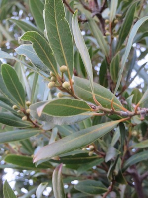 Laurus nobilis