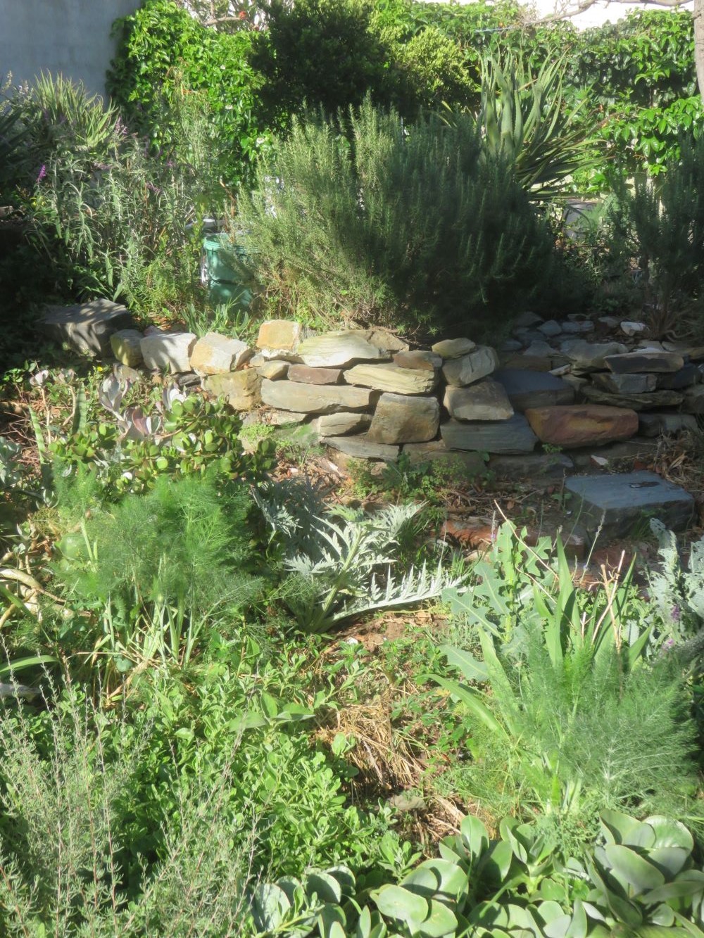 Planted out in mixed plantings they fennel thrives.