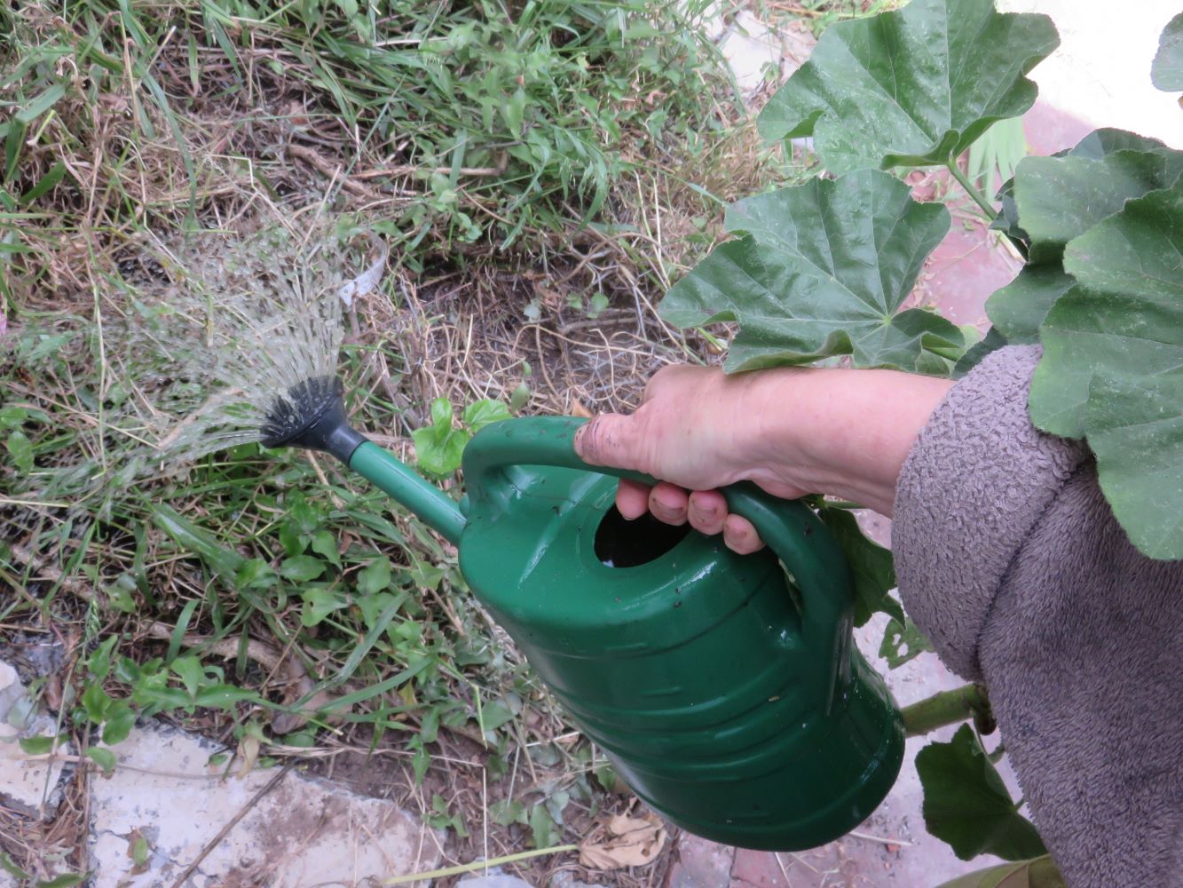 Plants love plant beer, you will see.