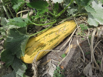 A squash with withered stalk, ripe for seed harvest