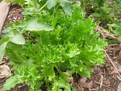 freshness on the go with lettuce in the garden