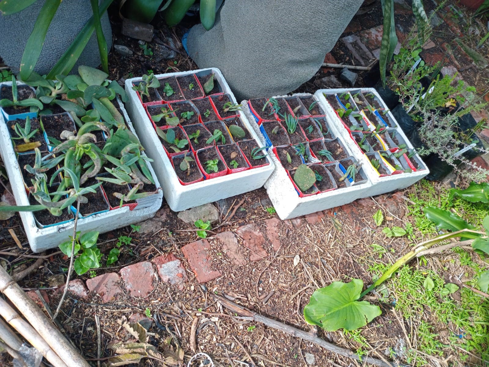 succulentcuttings.jpeg