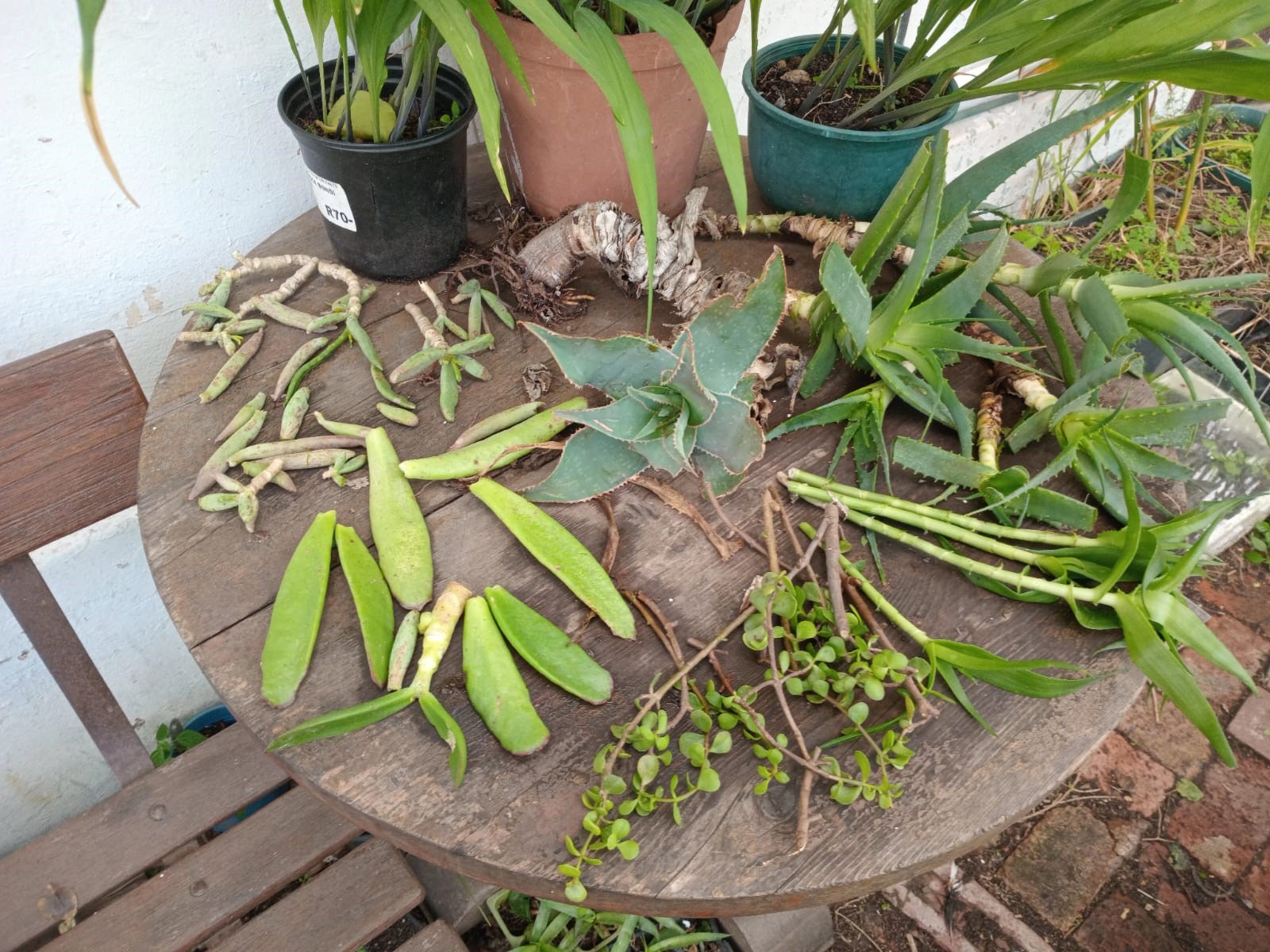 propagating succulents