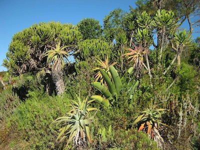 Kirstenbosch succulent garden recreates the thorny thickets of our eastern coast, where elephants feed off resilient herbivore adapted vegetation