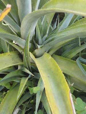 a growing pineapple with numerous side suckers