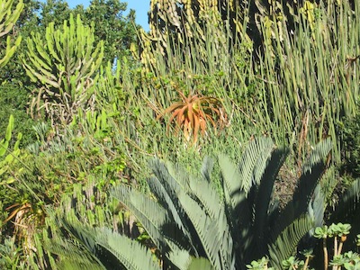 robust succulent thicket for water-wise planting