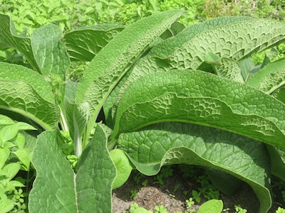 Comfrey, grown for mulching, accumulates minerals, and has flowers