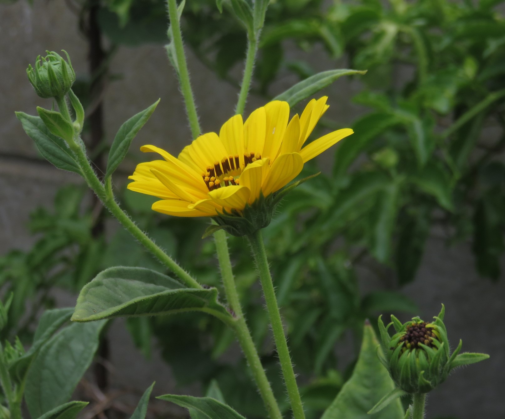 The flowers make growing Jerusalem artichokes a delight.