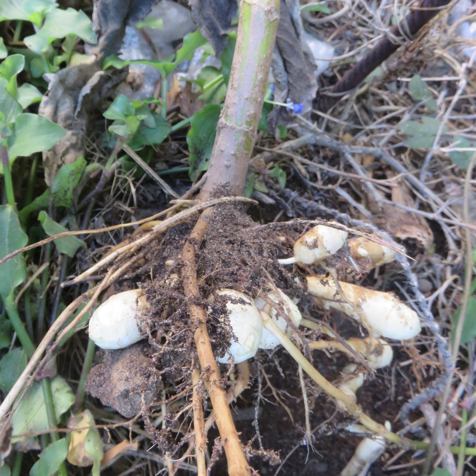 The difficult part about growing Jerusalem artichokes for me: getting a meal out of them.