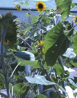 a vegetable garden planner should include flowers