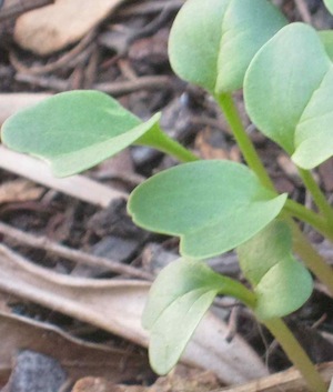 Emerging radish seedlings have the typical Brassica form