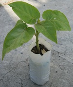 Even a tamarillo has typical nightshade seed leaves