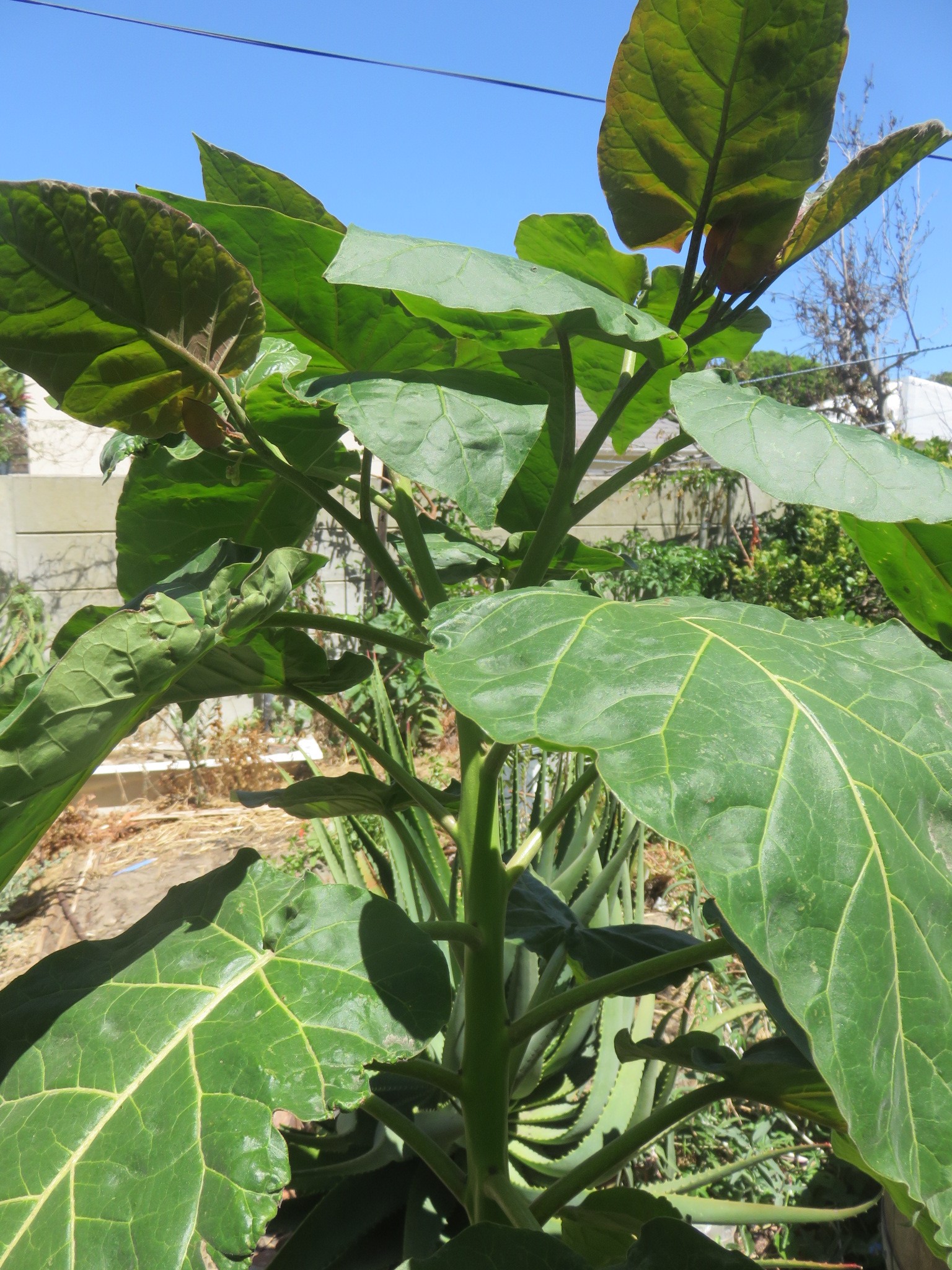 Our tomato tree at its most lush, making its first branches and blossoms.