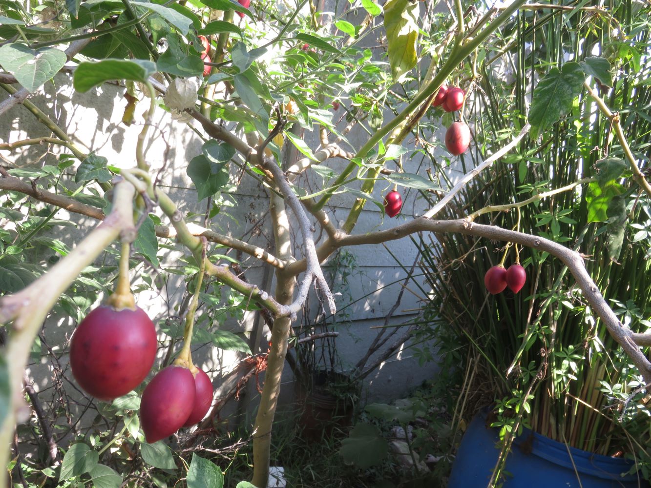 Tamarillo in shade