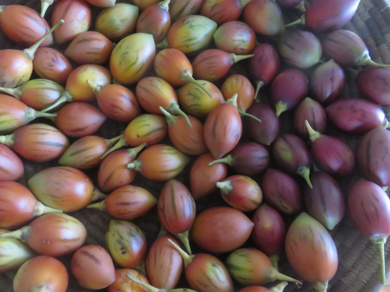 Tamarillo diversity seen at harvest: the seed from one fruit produced trees with fruit totally different in color, flavor and bearing time.