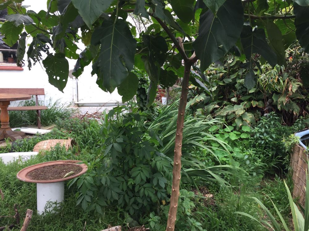 Tamarillo never lookes so good. Classic understorey